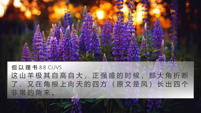但 以 理 书 8:8 CUVS Bible Verse Image