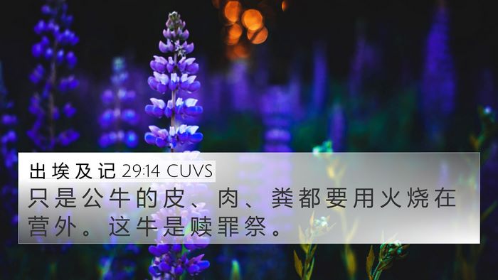 出 埃 及 记 29:14 CUVS Bible Verse Image
