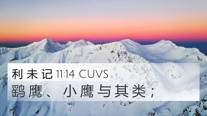 利 未 记 11:14 CUVS 4K Wallpaper - 鹞 鹰 、 小 鹰 与 其 类 - 4K Wallpaper Bible Verse