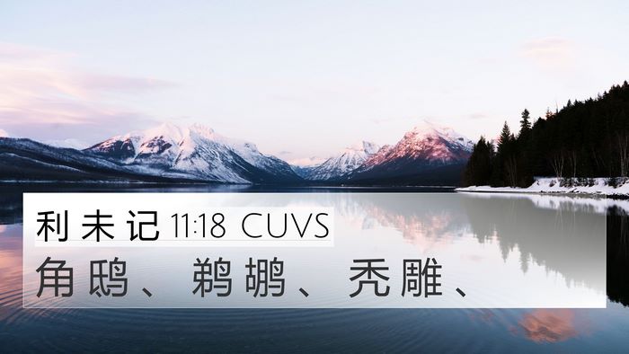 利 未 记 11:18 CUVS 4K Wallpaper - 角 鸱 、 鹈 鹕 、 秃 雕 - 4K Wallpaper Bible Verse