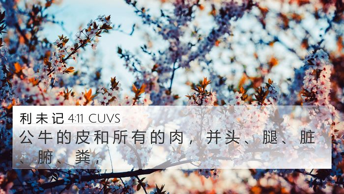 利 未 记 4:11 CUVS Bible Verse Image