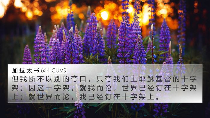 加 拉 太 书 6:14 CUVS Bible Verse Image