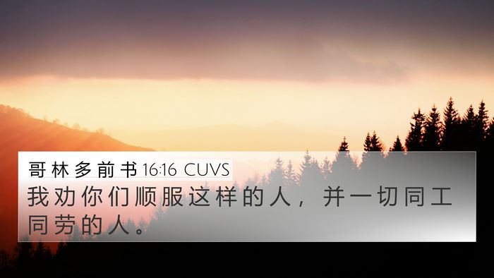 哥 林 多 前 书 16:16 CUVS Bible Verse Image