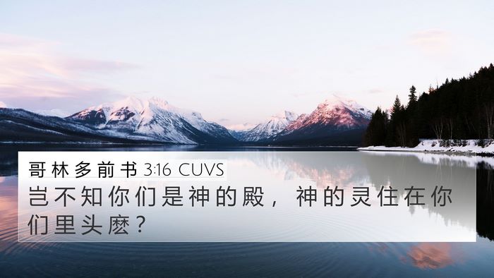 哥 林 多 前 书 3:16 CUVS Bible Verse Image