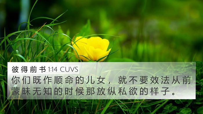 彼 得 前 书 1:14 CUVS Bible Verse Image