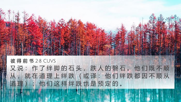 彼 得 前 书 2:8 CUVS Bible Verse Image