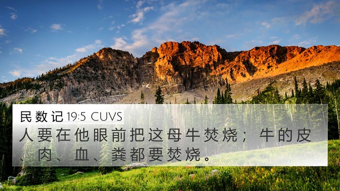 民 数 记 19:5 CUVS Bible Verse Image