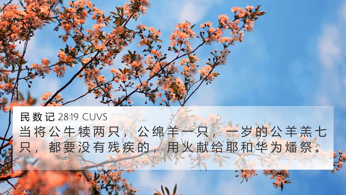 民 数 记 28:19 CUVS 4K Wallpaper - 当 将 公 牛 犊 两 只 ， 公 绵 羊 一 - 4K Wallpaper Bible Verse