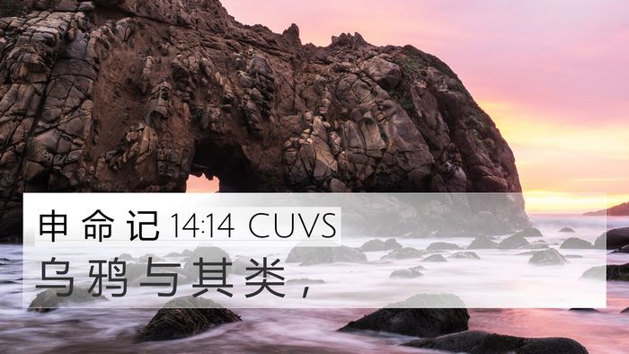 申 命 记 14:14 CUVS 4K Wallpaper - 乌 鸦 与 其 类 - 4K Wallpaper Bible Verse
