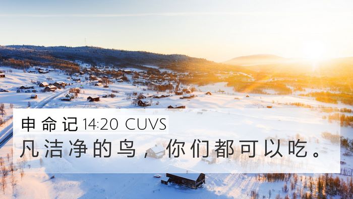 申 命 记 14:20 CUVS 4K Wallpaper - 凡 洁 净 的 鸟 ， 你 们 都 可 以 吃 - 4K Wallpaper Bible Verse