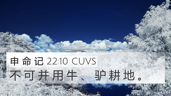 申 命 记 22:10 CUVS 4K Wallpaper - 不 可 并 用 牛 、 驴 耕 地 - 4K Wallpaper Bible Verse