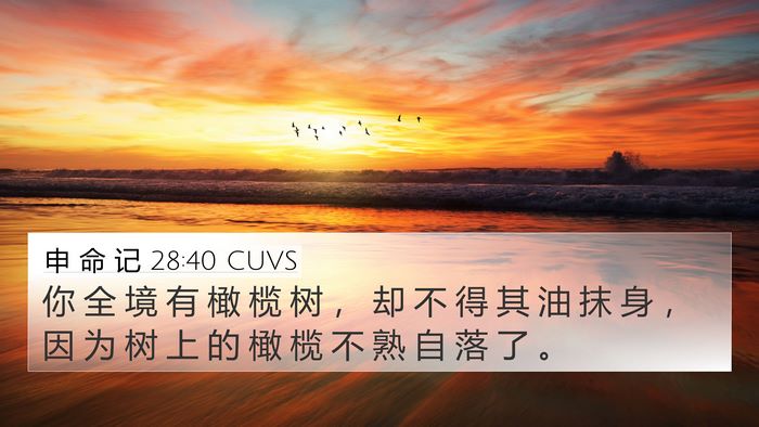 申 命 记 28:40 CUVS 4K Wallpaper - 你 全 境 有 橄 榄 树 ， 却 不 得 其 - 4K Wallpaper Bible Verse