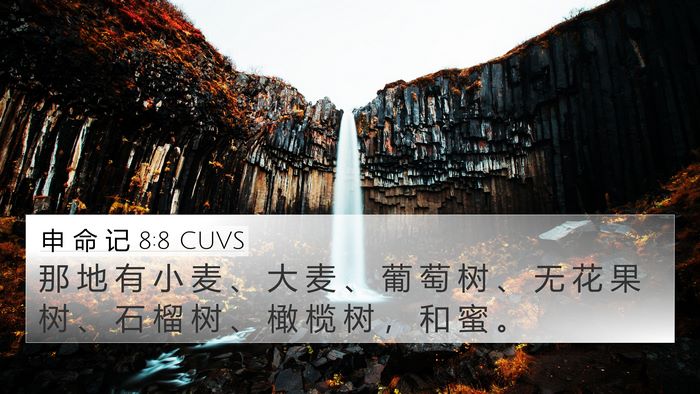 申 命 记 8:8 CUVS 4K Wallpaper - 那 地 有 小 麦 、 大 麦 、 葡 萄 树 - 4K Wallpaper Bible Verse