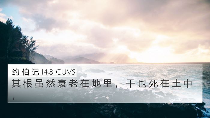 约 伯 记 14:8 CUVS 4K Wallpaper - 其 根 虽 然 衰 老 在 地 里 ， 干 也 - 4K Wallpaper Bible Verse