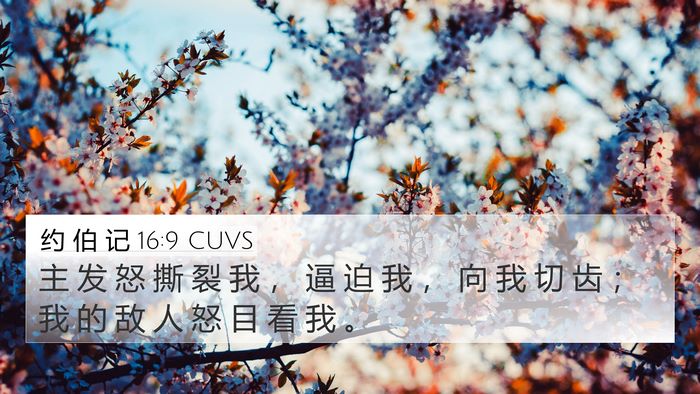 约 伯 记 16:9 CUVS Bible Verse Image