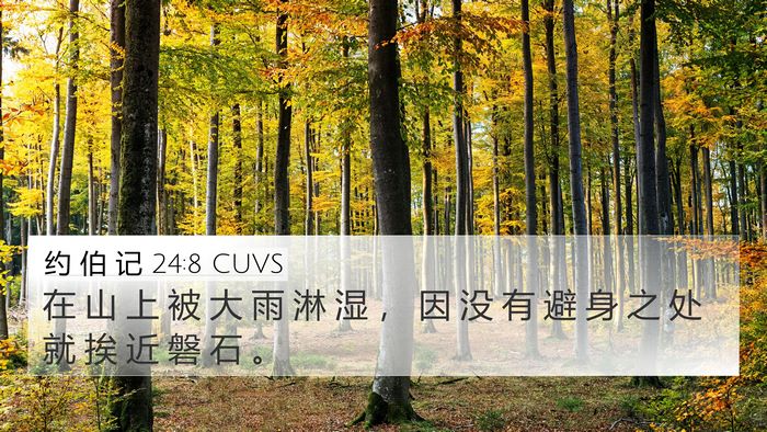 约 伯 记 24:8 CUVS 4K Wallpaper - 在 山 上 被 大 雨 淋 湿 ， 因 没 有 - 4K Wallpaper Bible Verse