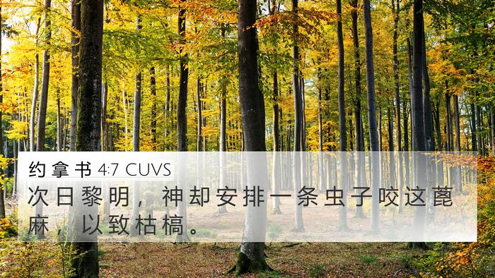 约 拿 书 4:7 CUVS 4K Wallpaper - 次 日 黎 明 ， 神 却 安 排 一 条 虫 - 4K Wallpaper Bible Verse