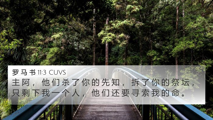 罗 马 书 11:3 CUVS Bible Verse Image