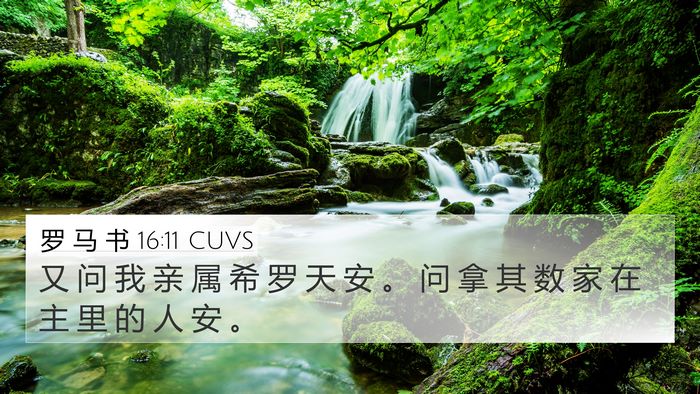 罗 马 书 16:11 CUVS Bible Verse Image