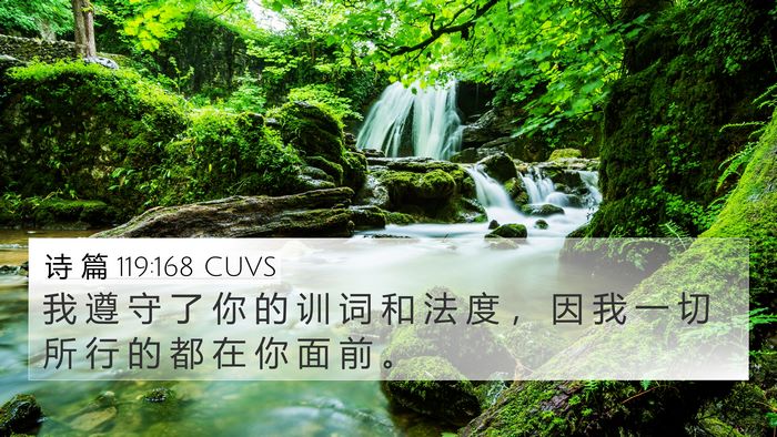 诗 篇 119:168 CUVS Bible Verse Image