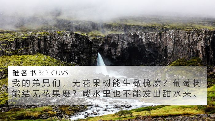 雅 各 书 3:12 CUVS Bible Verse Image