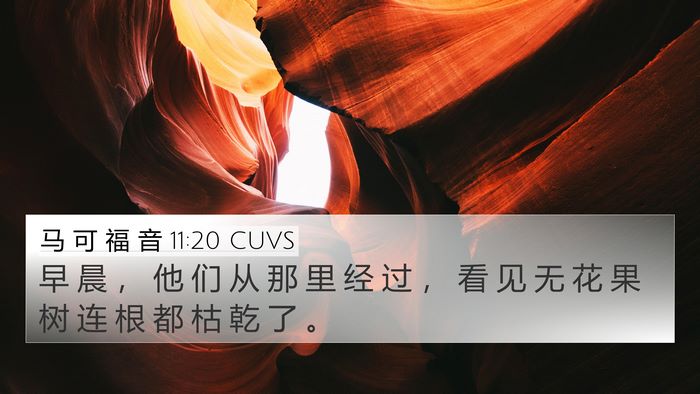 马 可 福 音 11:20 CUVS Bible Verse Image