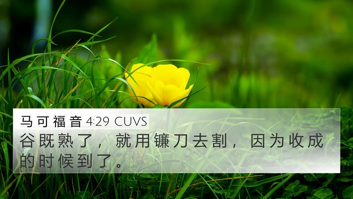 马 可 福 音 4:29 CUVS 4K Wallpaper - 谷 既 熟 了 ， 就 用 镰 刀 去 割 ， - 4K Wallpaper Bible Verse