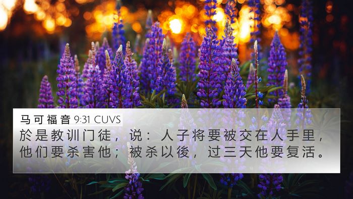 马 可 福 音 9:31 CUVS 4K Wallpaper - 於 是 教 训 门 徒 ， 说 ： 人 子 将 - 4K Wallpaper Bible Verse