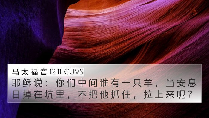 马 太 福 音 12:11 CUVS Bible Verse Image