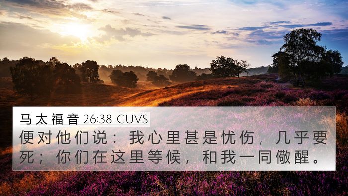 马 太 福 音 26:38 CUVS Bible Verse Image