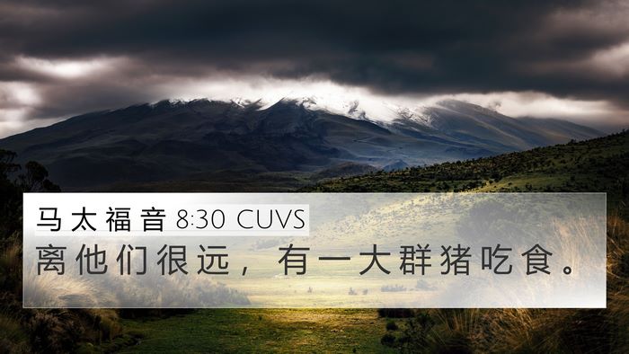 马 太 福 音 8:30 CUVS Bible Verse Image