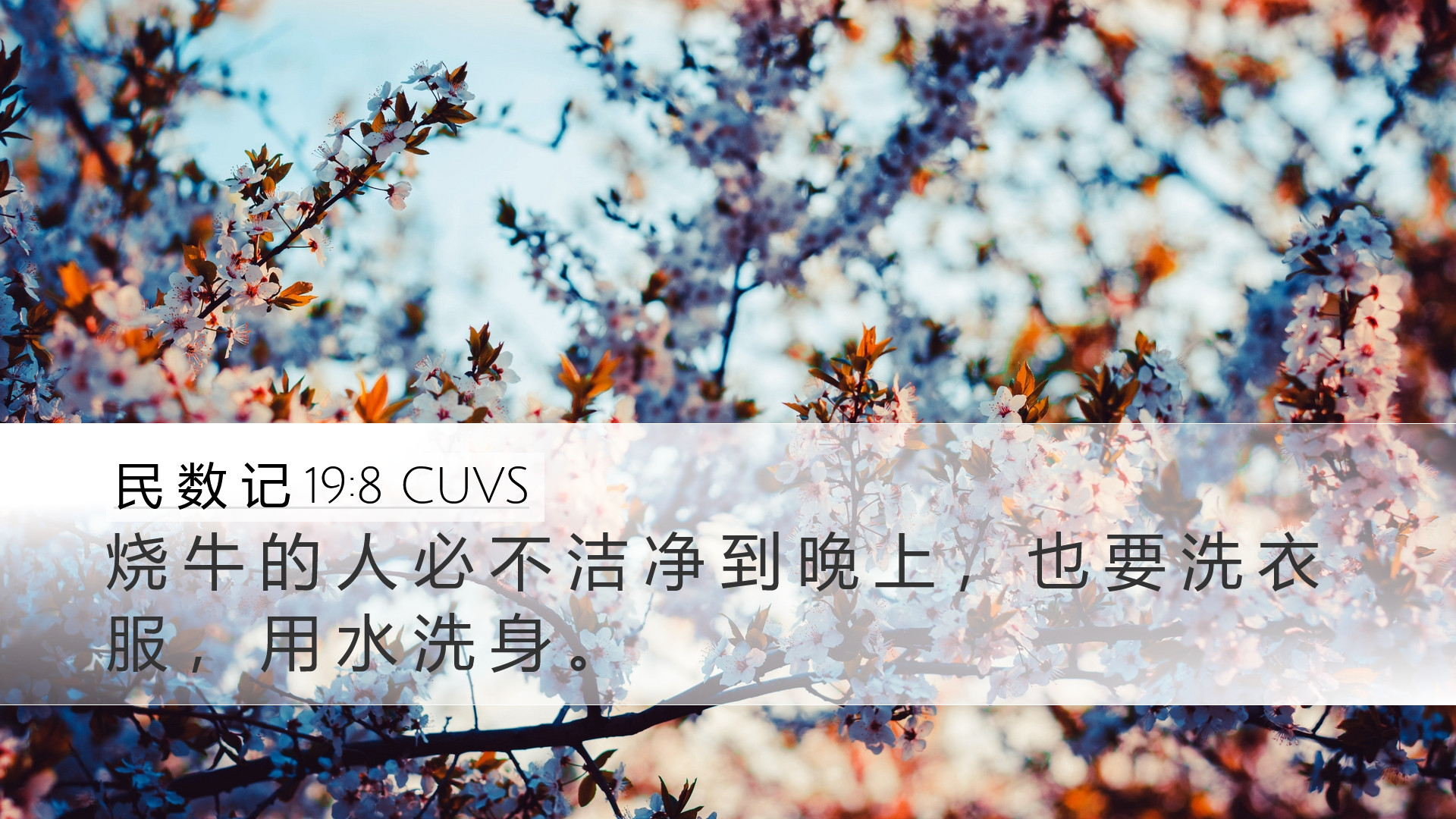 民 数 记 19:8 CUVS Desktop Wallpaper - 烧 牛 的 人 必 不 洁 净 到 晚 上