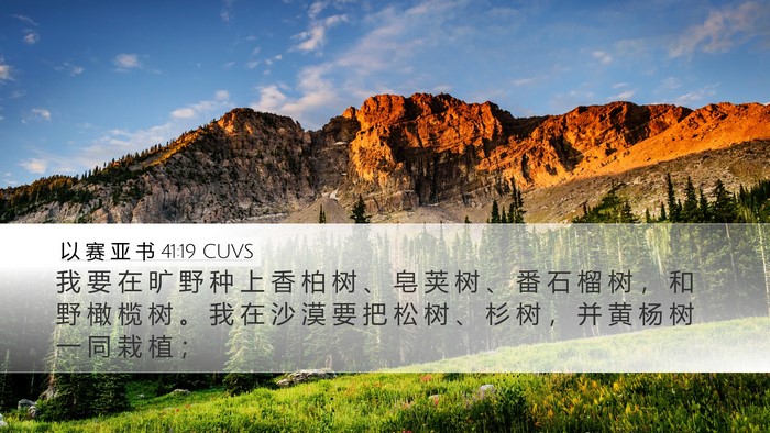 以 赛 亚 书 41:19 CUVS Bible Verse Image