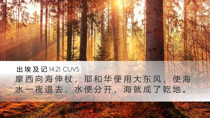 出 埃 及 记 14:21 CUVS Bible Verse Image