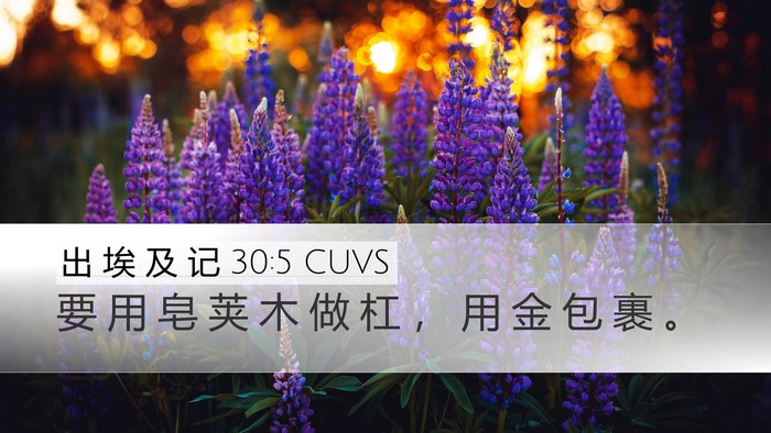 出 埃 及 记 30:5 CUVS Desktop Wallpaper - 要 用 皂 荚 木 做 杠 ， 用 金 包 裹 - Desktop Bible Verse Wallpaper
