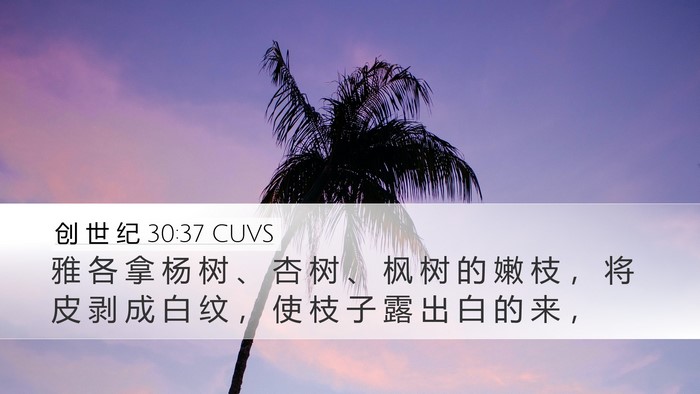 创 世 纪 30:37 CUVS Bible Verse Image