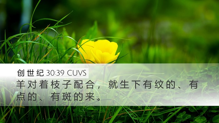 创 世 纪 30:39 CUVS Bible Verse Image