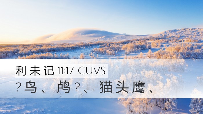 利 未 记 11:17 CUVS Desktop Wallpaper - ? 鸟 、 鸬 ? 、 猫 头 鹰 - Desktop Bible Verse Wallpaper