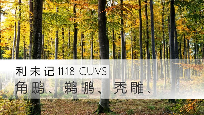利 未 记 11:18 CUVS Desktop Wallpaper - 角 鸱 、 鹈 鹕 、 秃 雕 - Desktop Bible Verse Wallpaper