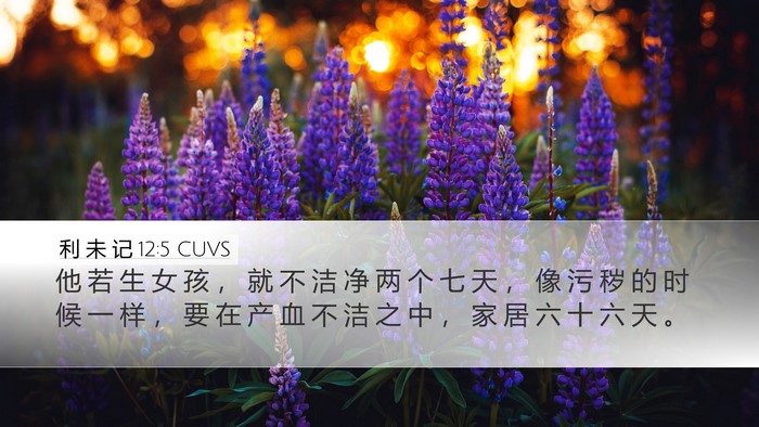 利 未 记 12:5 CUVS Desktop Wallpaper - 他 若 生 女 孩 ， 就 不 洁 净 两 个 - Desktop Bible Verse Wallpaper