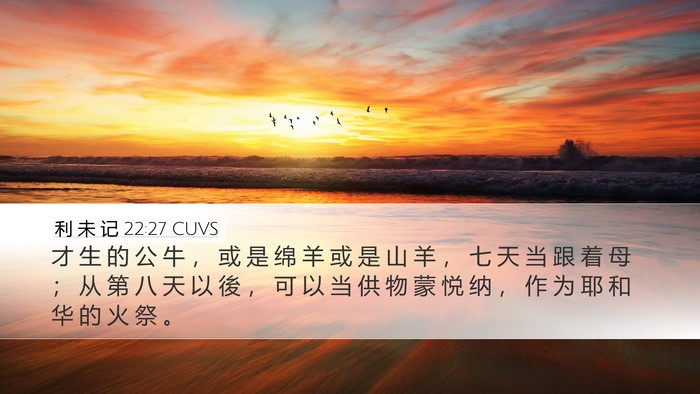 利 未 记 22:27 CUVS Desktop Wallpaper - 才 生 的 公 牛 ， 或 是 绵 羊 或 是 - Desktop Bible Verse Wallpaper