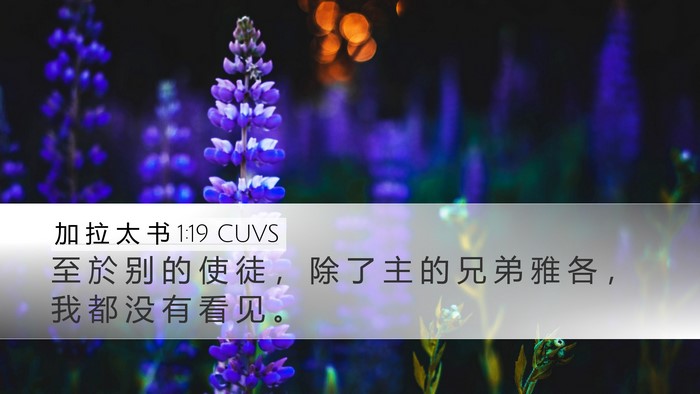 加 拉 太 书 1:19 CUVS Bible Verse Image