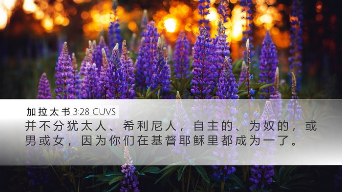 加 拉 太 书 3:28 CUVS Bible Verse Image