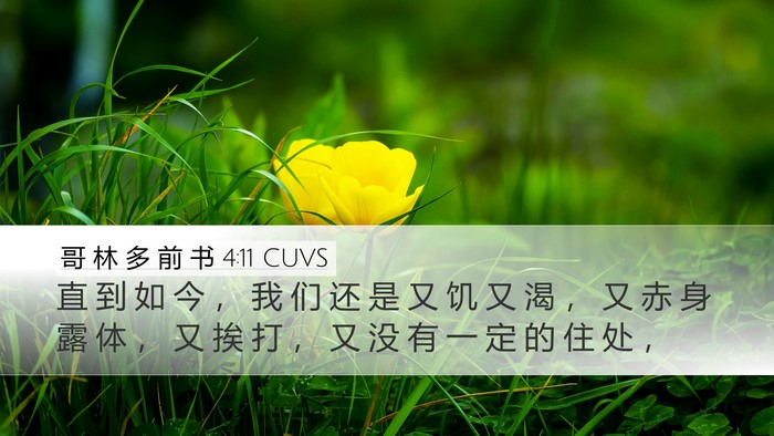 哥 林 多 前 书 4:11 CUVS Bible Verse Image