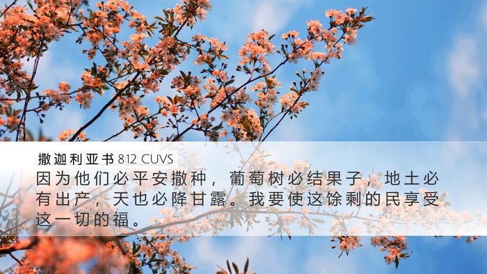 撒 迦 利 亚 书 8:12 CUVS Bible Verse Image