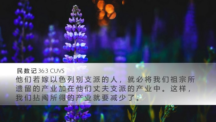 民 数 记 36:3 CUVS Desktop Wallpaper - 他 们 若 嫁 以 色 列 别 支 派 的 人 - Desktop Bible Verse Wallpaper