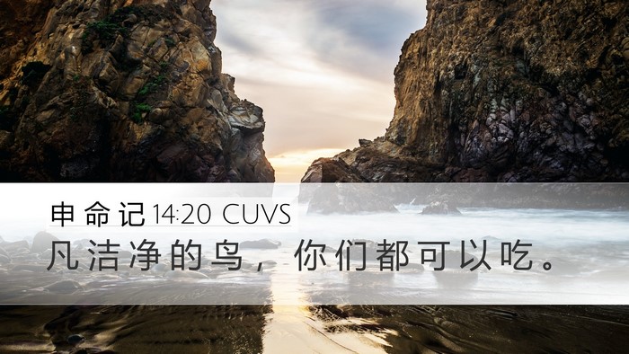 申 命 记 14:20 CUVS Desktop Wallpaper - 凡 洁 净 的 鸟 ， 你 们 都 可 以 吃 - Desktop Bible Verse Wallpaper