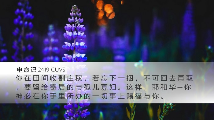 申 命 记 24:19 CUVS Bible Verse Image