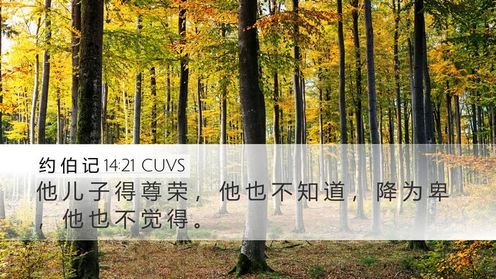 约 伯 记 14:21 CUVS Bible Verse Image