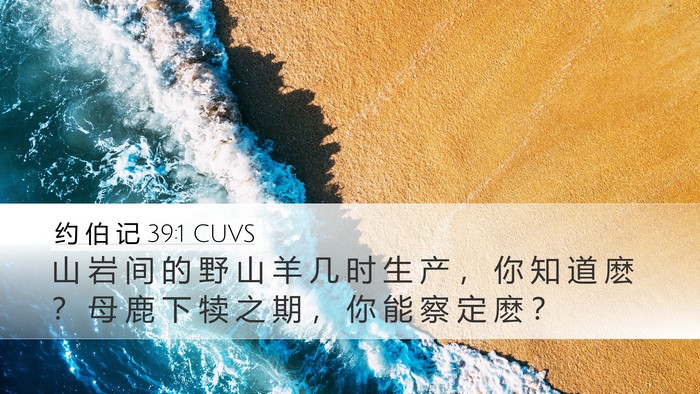 约 伯 记 39:1 CUVS Bible Verse Image